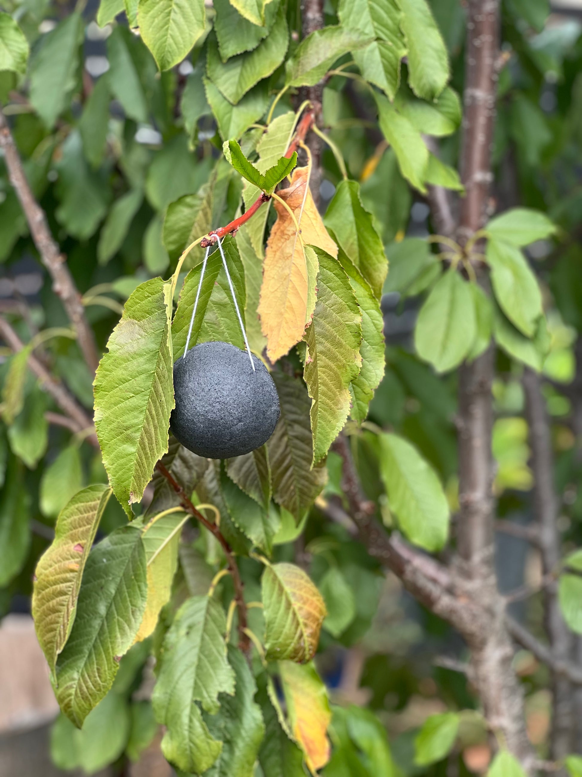 Livia's Charcoal Konjac Sponge